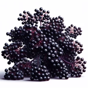 Elderberry