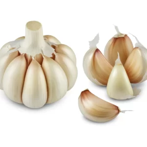 Garlic